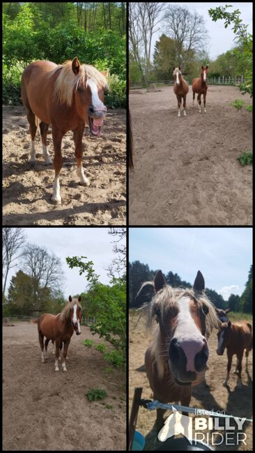 Diamond Touch x Danny Gold Reitpony Hengst Jährling, Charlotte Redzewsky, Horses For Sale, Rheinsberg Flecken Zechlin, Image 6