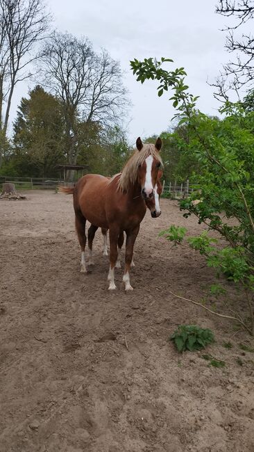 Diamond Touch x Danny Gold Reitpony Hengst Jährling, Charlotte Redzewsky, Horses For Sale, Rheinsberg Flecken Zechlin, Image 3