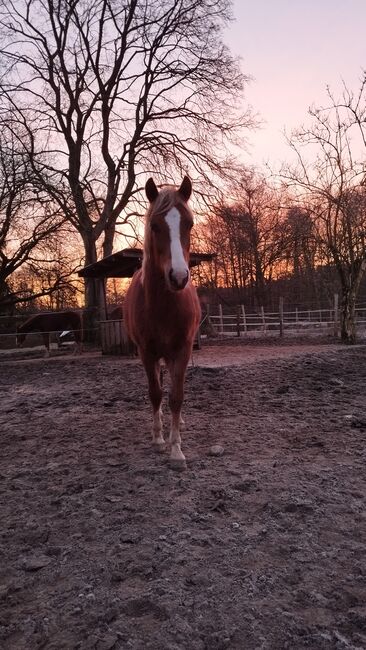 Diamond Touch x Danny Gold Reitpony Hengst Jährling, Charlotte Redzewsky, Horses For Sale, Rheinsberg Flecken Zechlin, Image 5