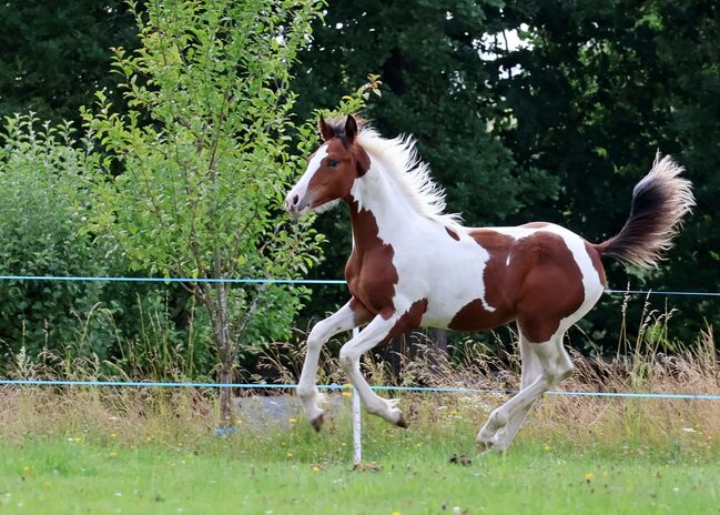 diesjährige Hengstfohlen, Eva, Horses For Sale, Strmilov, Image 3