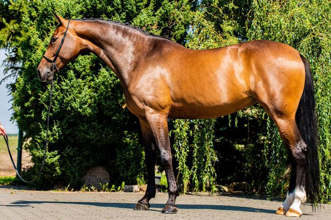 Deine Chance für den nächsten Schritt im Sport, Katharina Lehmann (Pferdevermittlung Leus), Horses For Sale, Rietz-Neuendorf, Image 3