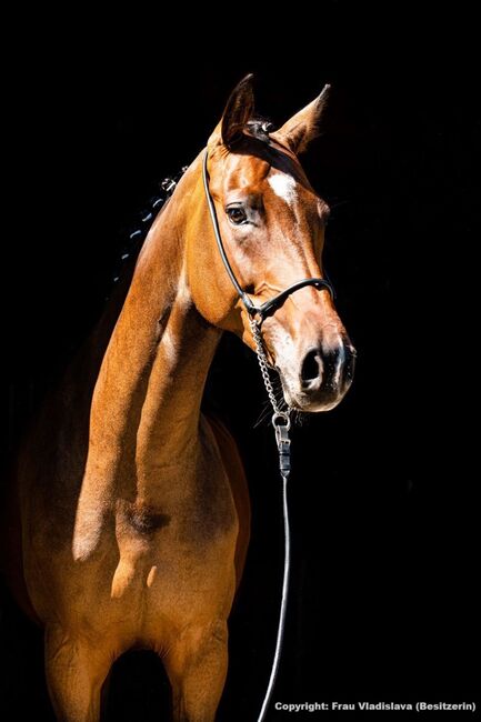 Deine Chance für den nächsten Schritt im Sport, Katharina Lehmann (Pferdevermittlung Leus), Horses For Sale, Rietz-Neuendorf