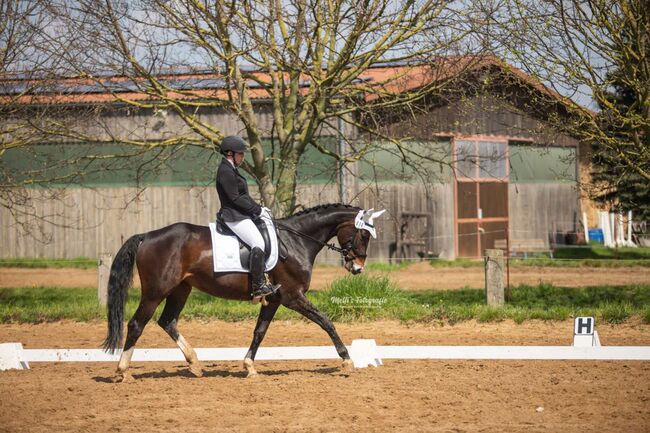Deine Partnerin für den Sport mit Herz und Köpfchen, Katharina Lehmann (Pferdevermittlung Leus), Horses For Sale, Königslutter