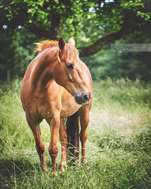 Dein treuer Partner für lange Ritte und stille Wege, Katharina Lehmann (Pferdevermittlung Leus), Horses For Sale, Pyrbaum, Image 2