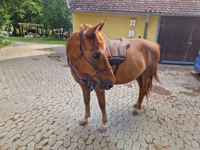 Dein treuer Partner für lange Ritte und stille Wege, Katharina Lehmann (Pferdevermittlung Leus), Horses For Sale, Pyrbaum, Image 4