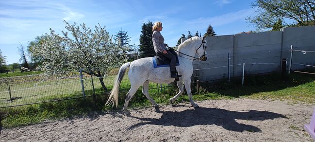 Dipl. Vet.Ing, Susanne, Riding Lessons, Flechtingen , Image 9