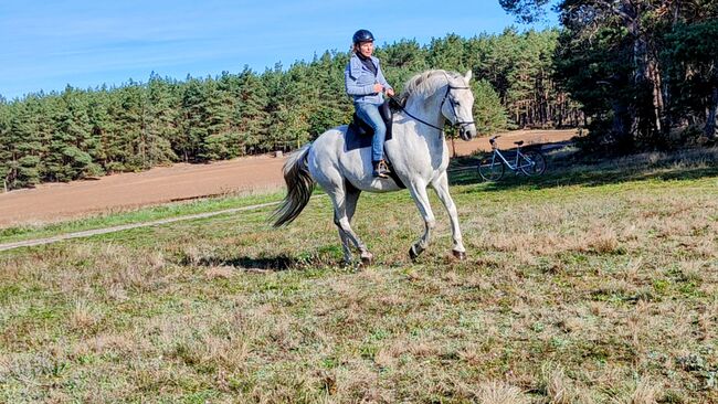 Dipl. Vet.Ing, Susanne, Riding Lessons, Flechtingen , Image 6