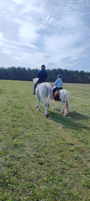 Dipl. Vet.Ing, Susanne, Riding Lessons, Flechtingen , Image 3