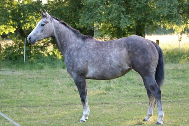 direkte Gallo Del Cielo Tochter, Kerstin Rehbehn (Pferdemarketing Ost), Horses For Sale, Nienburg