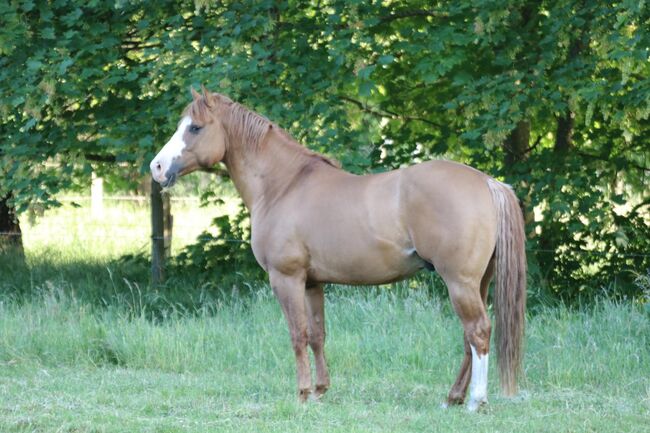 direkte Gallo Del Cielo Tochter, Kerstin Rehbehn (Pferdemarketing Ost), Horses For Sale, Nienburg, Image 4