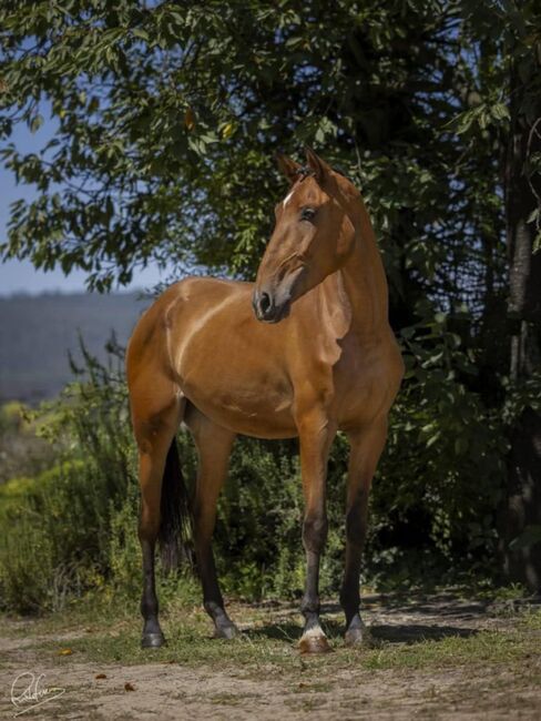 Direkt vom Züchter PSL Stute, ISPA - Iberische Sportpferde Agentur (ISPA - Iberische Sportpferde Agentur), Horses For Sale, Bedburg
