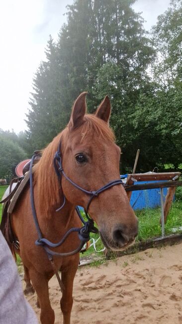 Distanzpartner für die Familie, Katharina Lehmann (Pferdevermittlung Leus), Horses For Sale, Pyrbaum, Image 2