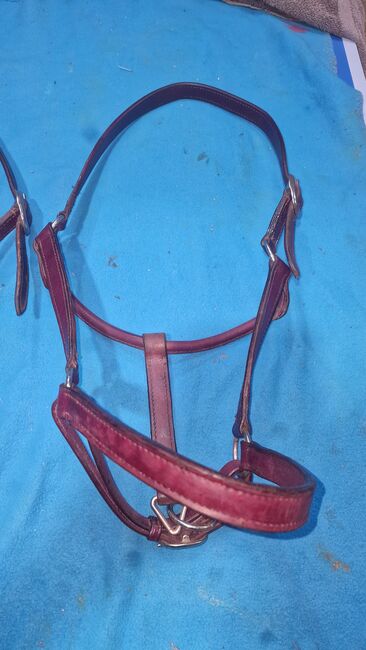 Diverse Halfter Leder Knoten universal, Raimund, Halters, Jestetten