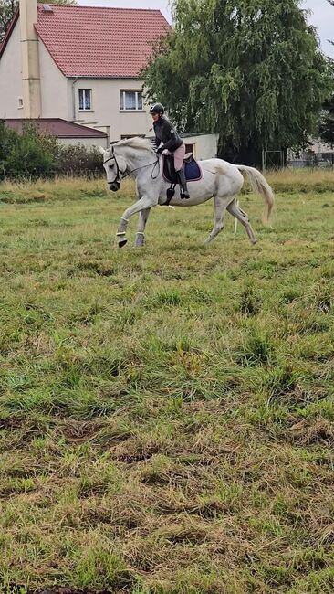 Verkaufe verschiedene pferde, Yvonne , Horses For Sale, Grimma, Image 5