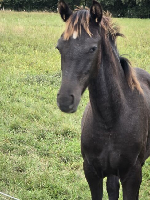 Verkaufe verschiedene pferde, Yvonne , Horses For Sale, Grimma, Image 9