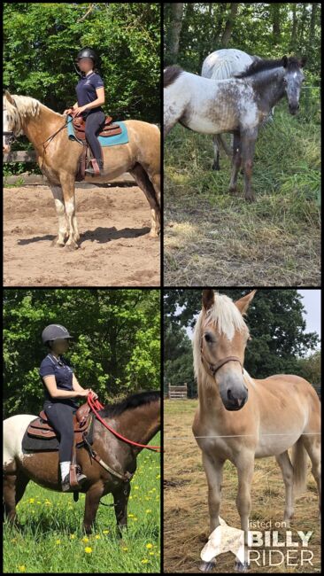 Verkaufe verschiedene pferde, Yvonne , Horses For Sale, Grimma, Image 11