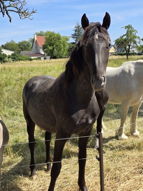 Verkaufe verschiedene pferde, Yvonne , Horses For Sale, Grimma, Image 6