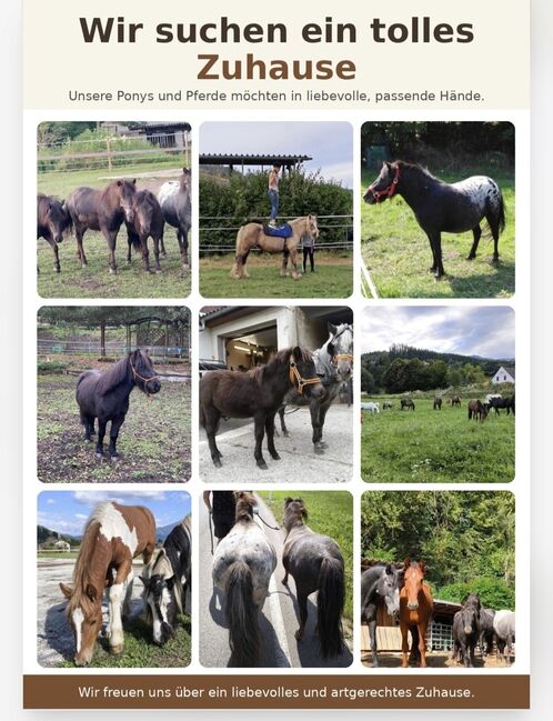 Verschiedene Ponys, Pferde und Absetzer, P.a., Horses For Sale, Bruck an der Mur 