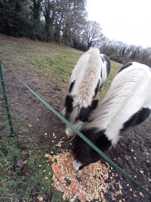 Dixie pixie, Olivia, Horses For Sale, Guildford , Image 2