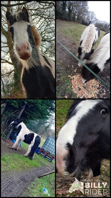 Dixie pixie, Olivia, Horses For Sale, Guildford , Image 5