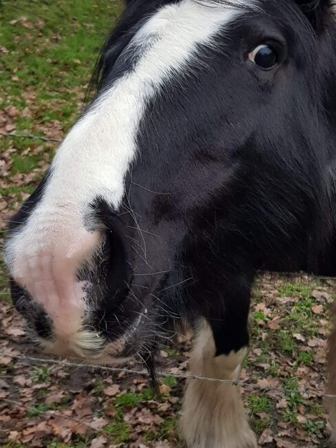 Dixie pixie, Olivia, Horses For Sale, Guildford , Image 4