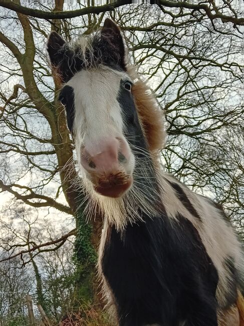 Dixie pixie, Olivia, Horses For Sale, Guildford 