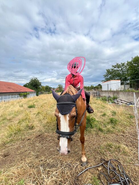 Pony/Pferd zur Verfügung, Amira, Konie na sprzedaż, Gotha