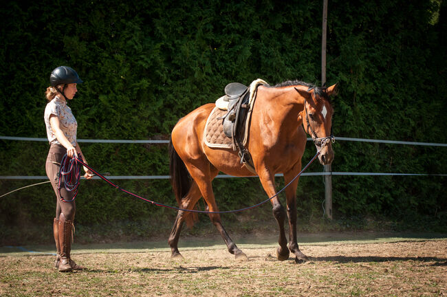 Brave Stute für Sport- und Freizeitreiter, Pauline E., Konie na sprzedaż, Gleisdorf, Image 5