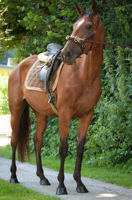 Brave Stute für Sport- und Freizeitreiter, Pauline E., Konie na sprzedaż, Gleisdorf, Image 10