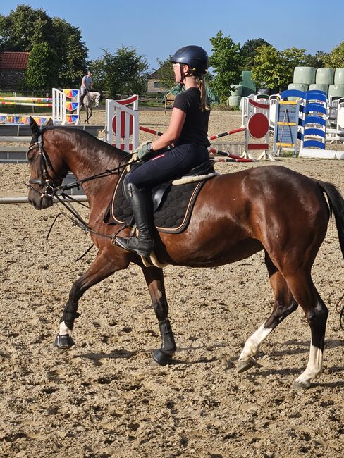 Braves Kinder/- Amateur Pferd, Steffi, Konie na sprzedaż, Korschenbroich, Image 4