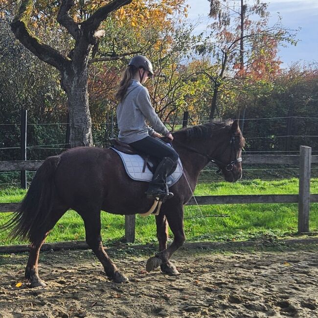 Braves Freizeit pferd, Sabrina Große , Konie na sprzedaż, Bissendorf 