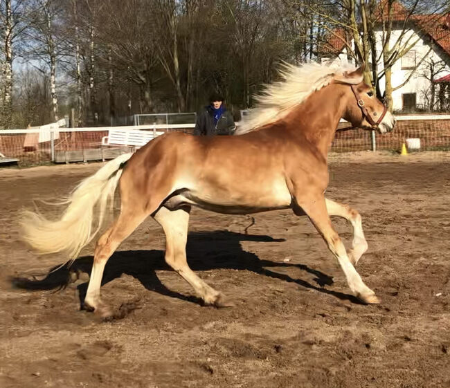 gut gerittener SportHaflinger, Kronwitter Petra , Konie na sprzedaż, Mainbernheim, Image 3