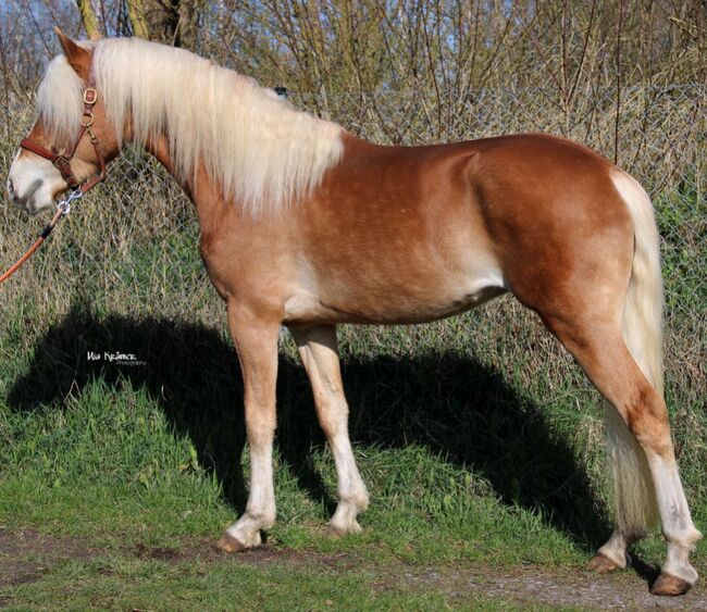 gut gerittener SportHaflinger, Kronwitter Petra , Konie na sprzedaż, Mainbernheim, Image 5