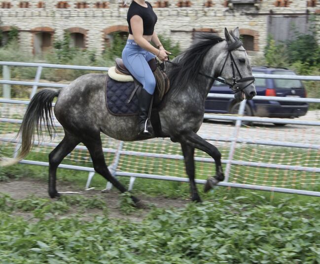 Artige 7 jährige Stute, Justine Kluge, Konie na sprzedaż, Ausleben , Image 18