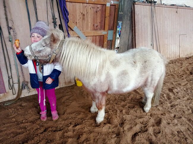 brave Shettystute, Bianca Fath , Konie na sprzedaż, Höheischweiler , Image 2