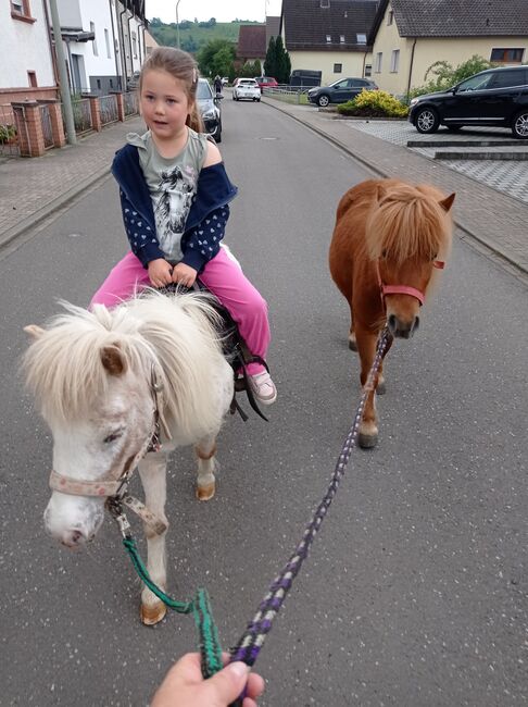 brave Shettystute, Bianca Fath , Konie na sprzedaż, Höheischweiler , Image 3