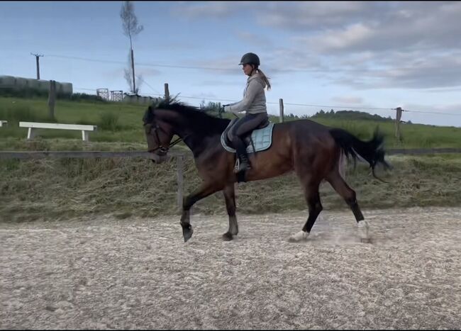 Braver großer Wallach mit toller Springmanier, Laura , Konie na sprzedaż, Ruppichteroth, Image 5