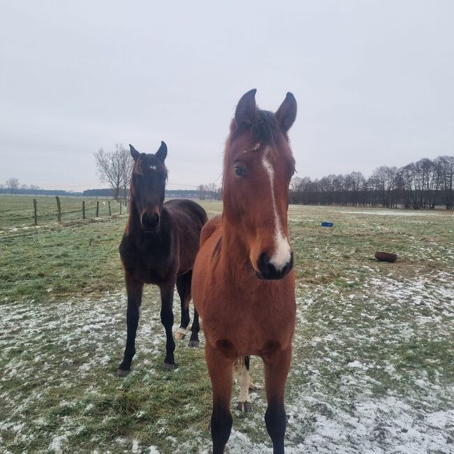 Umgänglicher, gut gezogener Deutscher Sportpferde Hengst, Kerstin Rehbehn (Pferdemarketing Ost), Horses For Sale, Nienburg, Image 2