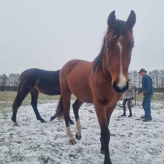 Umgänglicher, gut gezogener Deutscher Sportpferde Hengst, Kerstin Rehbehn (Pferdemarketing Ost), Horses For Sale, Nienburg, Image 3