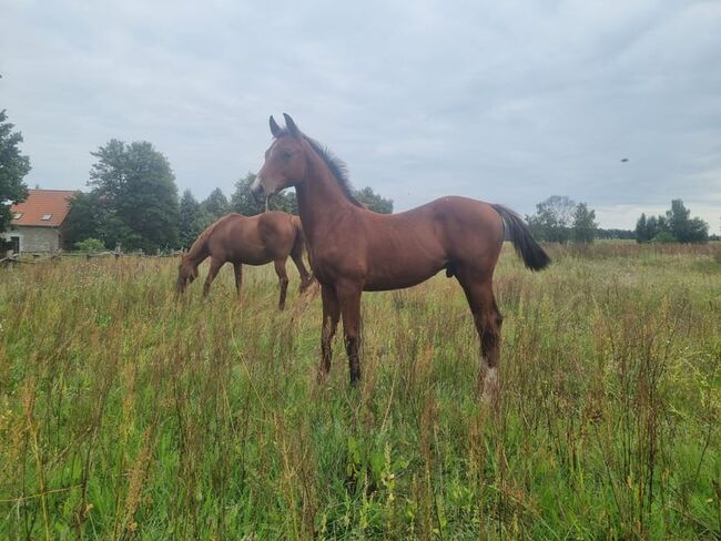 Umgänglicher, gut gezogener Deutscher Sportpferde Hengst, Kerstin Rehbehn (Pferdemarketing Ost), Horses For Sale, Nienburg, Image 3