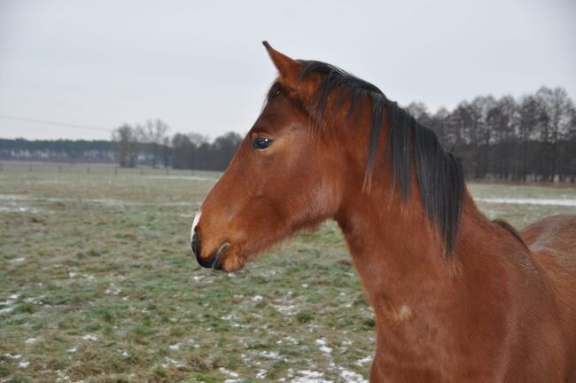 Umgänglicher, gut gezogener Deutscher Sportpferde Hengst, Kerstin Rehbehn (Pferdemarketing Ost), Horses For Sale, Nienburg, Image 7