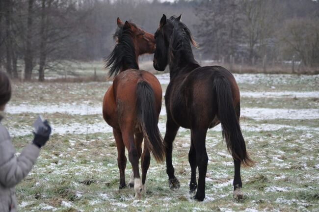 Umgänglicher, gut gezogener Deutscher Sportpferde Hengst, Kerstin Rehbehn (Pferdemarketing Ost), Horses For Sale, Nienburg, Image 4