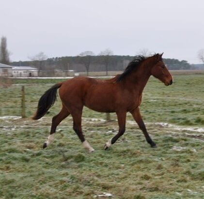 Umgänglicher, gut gezogener Deutscher Sportpferde Hengst, Kerstin Rehbehn (Pferdemarketing Ost), Horses For Sale, Nienburg, Image 13