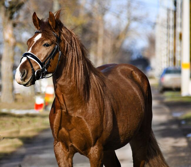 Dollár sucht ein neue zu Hause, Terecskei feri, Horses For Sale, Kecskenét