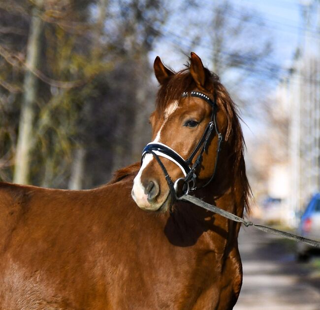 Dollár sucht ein neue zu Hause, Terecskei feri, Horses For Sale, Kecskenét, Image 4