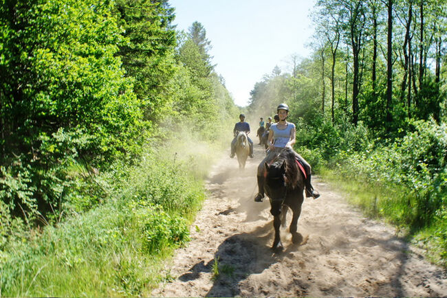 Niedersachsen, Ostfriesland, nahe Wittmund - Reiter/-Ferienhof zu verkaufen, Sabine Wesseln (Maras World of Horses, Maras World Solutions S.L.), Nieruchomości jeździeckie, Wittmund, Image 6