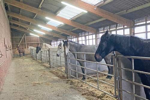 Niedersachsen, Wurster Nordseeküste - Gutshof mit Wohnungen, Pferdestall + Reithalle zu verkaufen, Sabine Wesseln, Maras World of Horses (Maras World of Horses, Maras World Solutions S.L.), Nieruchomości jeździeckie, Wurster Nordseeküste, Image 5