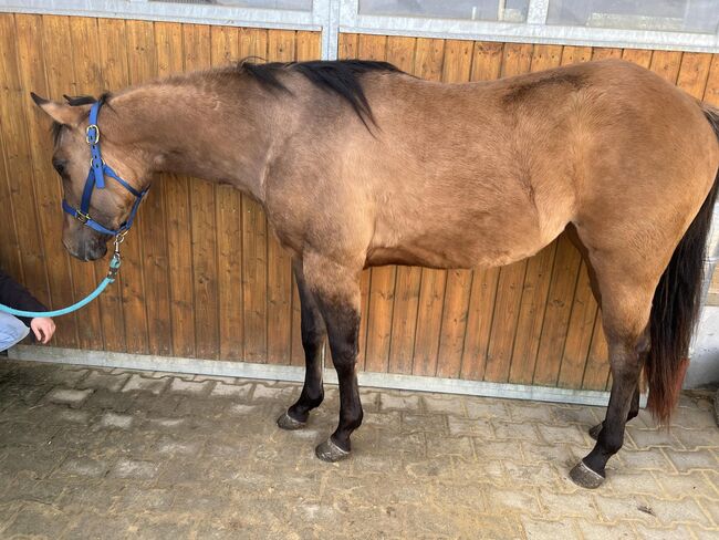 dunfarbene, sehr korrekte Quarter Horse Stute, Kerstin Rehbehn (Pferdemarketing Ost), Horses For Sale, Nienburg, Image 7