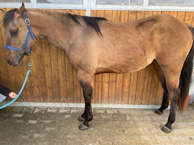 dunfarbene, sehr korrekte Quarter Horse Stute, Kerstin Rehbehn (Pferdemarketing Ost), Horses For Sale, Nienburg, Image 6