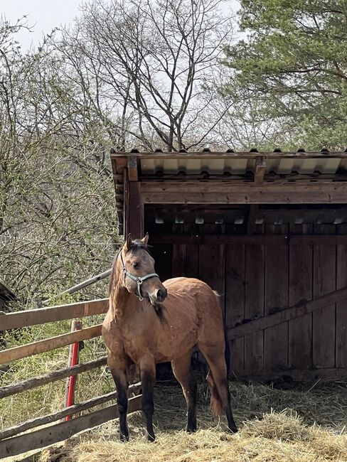 dunfarbene, sehr korrekte Quarter Horse Stute, Kerstin Rehbehn (Pferdemarketing Ost), Horses For Sale, Nienburg, Image 2
